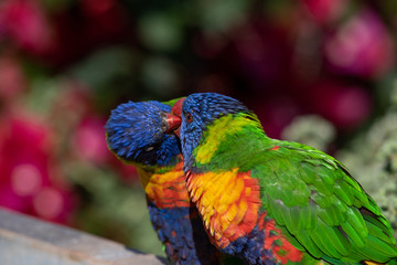Two rainbow lorikeets also known as Trichoglossus haematodus Moluccanus exchanging food