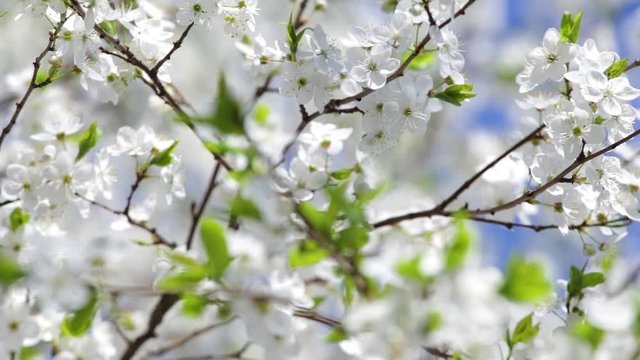 Beautiful floral spring nature background. Closeup view of white sunny spring flowers growing on branches of fruit tree isolated at bright blue sky.