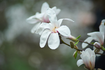 magnolia branch in sunny morning