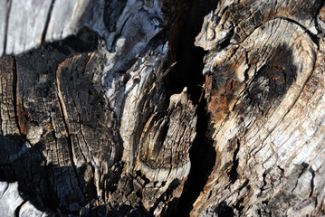 Old cracked tree trunk texture, close up detail, horizontal background