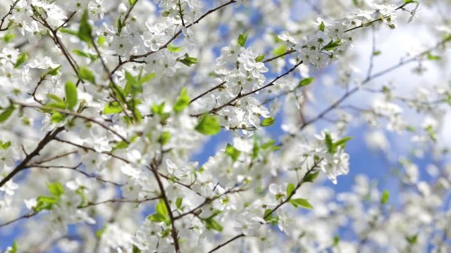 Closeup view of beautiful spring trees with fresh young white flowers isolated at bright blue sky background.