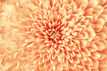 Chrysanthemum red white flower closeup. Macro. It can be used in website design and printing. Also good for designers.
