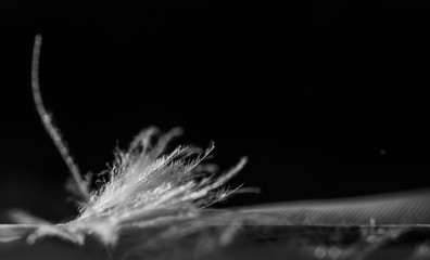 Feather