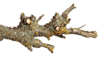 dry branch of apricot tree. Isolated on white background