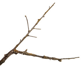 dry branch of apricot tree. Isolated on white background