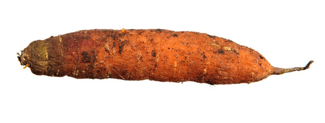 fresh carrots stored in the cellar. Isolated on white background