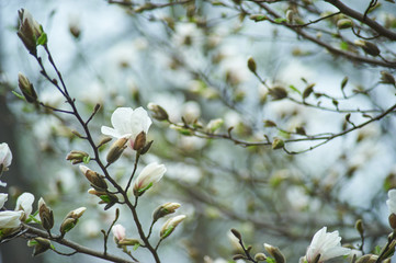 magnolia branch in sunny morning