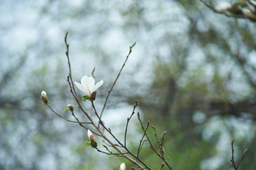 magnolia branch in sunny morning