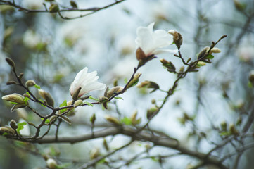magnolia branch in sunny morning