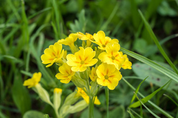 Fototapeta premium Echte Schlüsselblumen, Primula veris