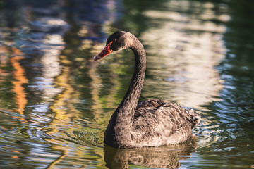 Fototapeta na wymiar Black swan on a lake 