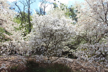 Blooming magnolia tree with white flowers.