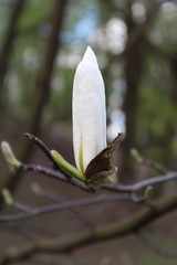 A white bud of a magnolia flower close-up.