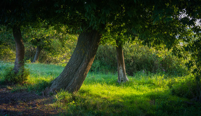 Faded nature in late summer and autumn