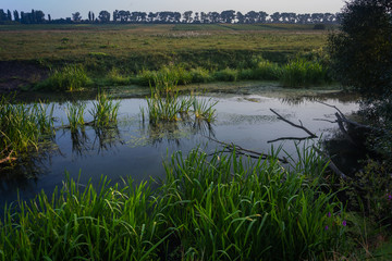 Faded nature in late summer and autumn