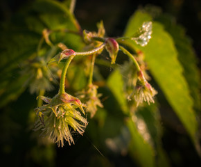 Fading nature in autumn plants