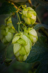 Fading nature in autumn plants