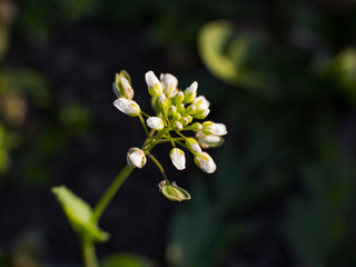 Fototapeta premium A flower of many small flowers