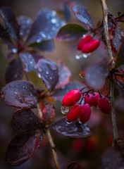Fading nature in autumn plants