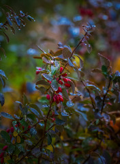 Fading nature in autumn plants