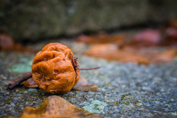 Fading nature in autumn plants