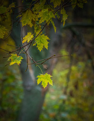 Fading nature in autumn plants