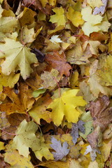 colorful autumn foliage background texture