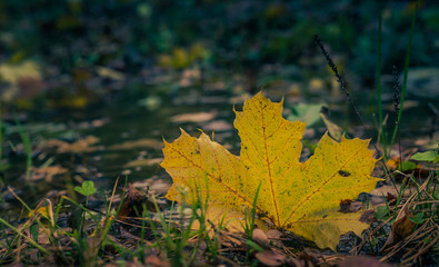 Fading nature in autumn plants