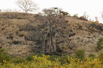 Baobab Tree
