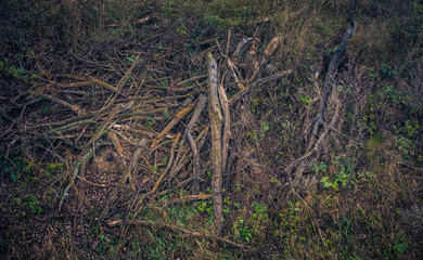 Autumn woods