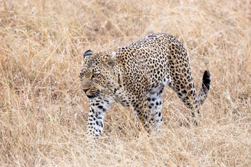 Leopard (Panthera pardus) 