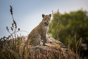 Leopard (Panthera pardus)  - obrazy, fototapety, plakaty