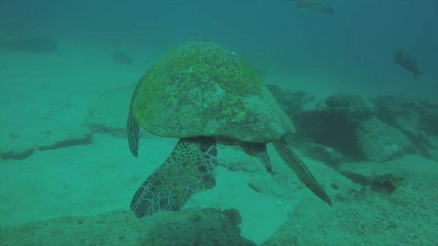 Sea turtle resting in the reefs of Cabo Pulmo National Park, Cousteau once named it The world's aquarium. Baja California Sur,Mexico.
