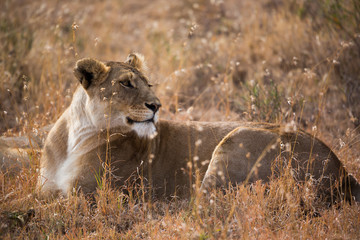 Löwin in der tansaniischen Savanne - Serengeti