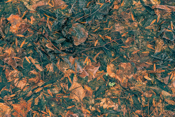 Fading nature in autumn plants