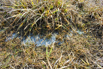 Dry grass and melting ice on it, soft blurry background horizontal detail