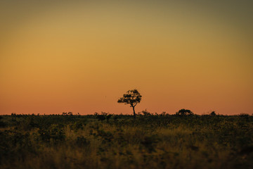 Fototapeta na wymiar Tree in Africa