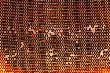 Bee honeycombs texture