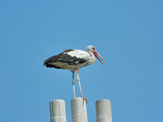 White stork on top of a chimney of a house in front of blue sky near the nest guarding the brood