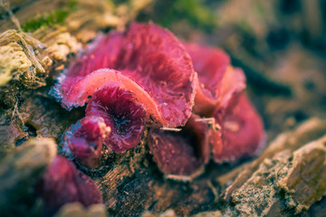 Fading nature in autumn plants
