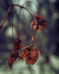 Fading nature in autumn plants