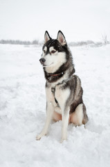 Siberian husky sits in the middle of the field. In winter the dog walks in the park.