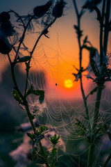 Fading nature in autumn plants
