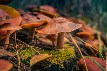 Fading nature in autumn plants