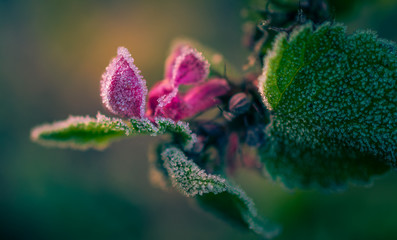Fading nature in autumn plants