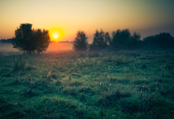 Faded nature in late summer and autumn