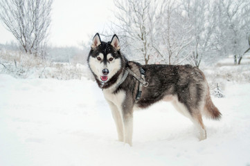 Siberian husky stands in the middle of field. Dog is walking in the park in winter.