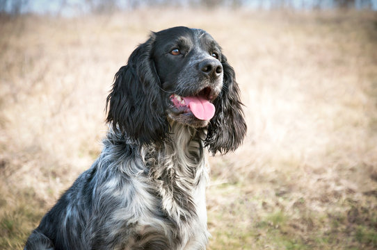 Portrait of a dog russian spaniel on the lawn
