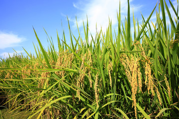 Fototapeta premium Rice paddies
