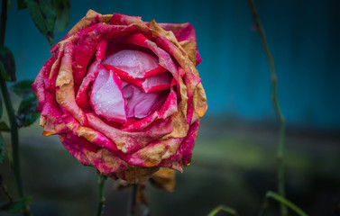 Faded rose